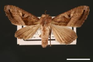 Phlogophora conservuloides[燭影錦夜蛾][00002013]