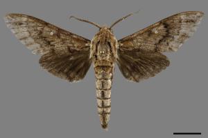 Dolbina inexacta[白星天蛾][00120280]