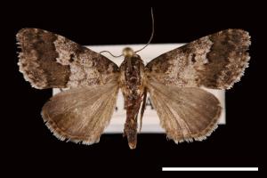 Paragona dubia[00027741]
