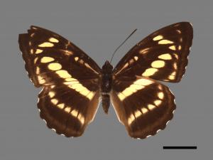 Athyma selenophora laela[小單帶蛺蝶][00013548]