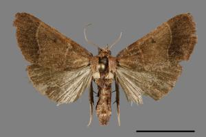 <已分類>Genus：Herculia[00031963]