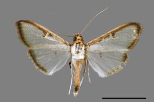 Sisyrophora pfeifferae[00029315]