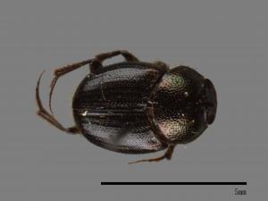 Onthophagus hsui[00040530]