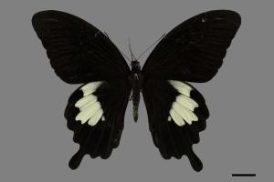 Papilio nephelus chaonulus[臺灣白紋鳳蝶][00101223]