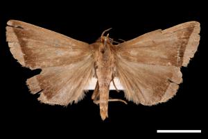 <已分類>Genus：Simplicia[00011393]