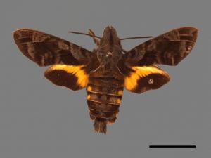 Macroglossum poecilum[帶長喙天蛾][00016611]