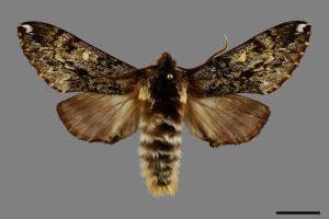 Pentateucha inouei[井上氏絨毛天蛾][00091525]
