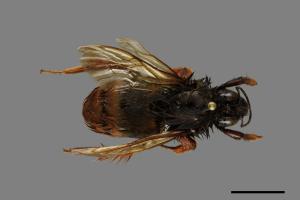 Bombus eximius[精選熊蜂][00074742]