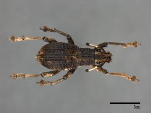 <已分類>Family：Curculionidae[象鼻蟲科][00082617]