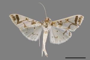 Polythlipta maceratalis[00029238]