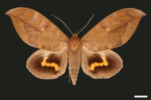 Phyllodes eyndhovii[黃帶擬葉夜蛾][00005136]