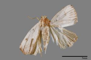 Rivula cognata[00008463]