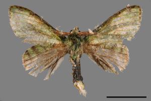 Stauropus takamukuana[綠蟻舟蛾][00052186]