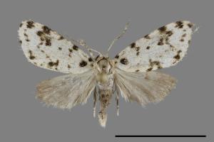 Siccia taiwana[紛點苔蛾][00092794]