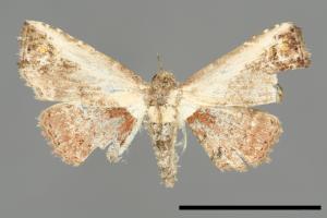 Lophoruza albicostalis[00008703]