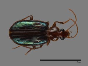 <已分類>Family：Carabidae[步行蟲科][00092622]