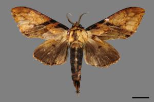 Dudusa nobillis[斜帶白斑舟蛾][00039140]