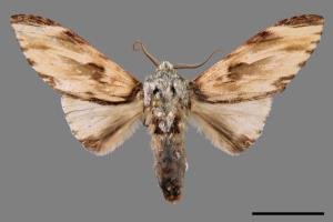 Neopheosia fasciata fasciata[00028680]