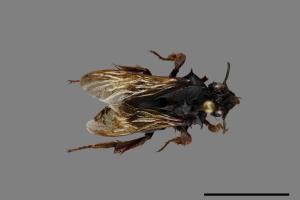 Bombus flavescens[黃色熊蜂][00086040]