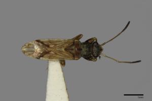 Pseudopachybrachius guttus[圓眼長蝽][00079703]