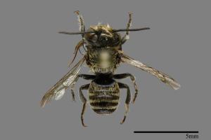 Megachile tranquilla[薔薇切葉蜂][00100848]