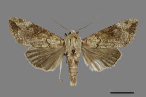 Tiracola plagiata[掌夜蛾][00117281]
