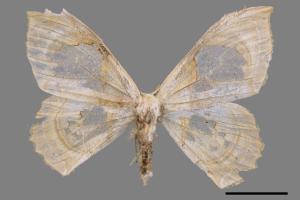 Macrauzata fenestraria insulata[台灣窗翅鉤蛾][00052379]