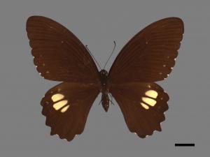 Papilio castor formosanus[無尾白紋鳳蝶][00013636]