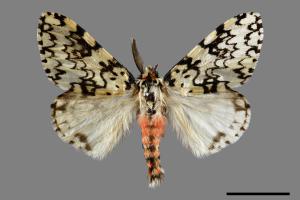 Lymantria concolor concolor[絡毒蛾][00029791]