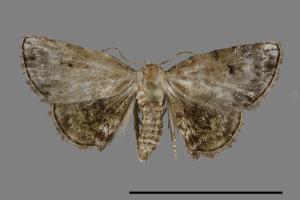 Mataeomera biangulata[00099795]