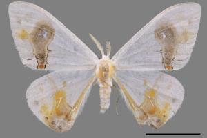 Macrocilix maia[刺啞鈴帶鉤蛾][00055235]