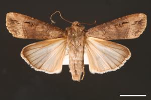 Agrotis ipsilon[小地老虎][00000680]