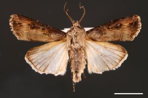 Agrotis ipsilon[小地老虎][00000669]