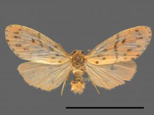 Asura acteola[台條紋豔苔蛾][00051096]