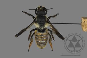 Megachile takaoensis[00197971]