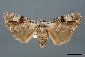 Anacronicta nitida[明后夜蛾][00000123]