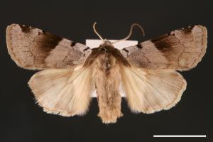 Diarsia nigrafasciata[黑帶歹夜蛾][00000892]
