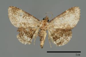 Caduca albopunctata[00102805]