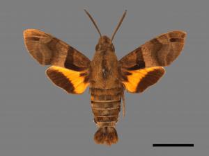 Macroglossum sitiene[膝帶長喙天蛾][00016533]