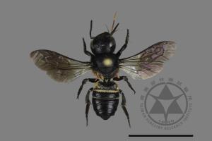 Megachile disjunctiformis[擬小突切葉蜂][00196773]