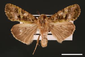 Euplexidia angusta[00001944]