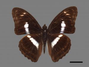 Athyma selenophora laela[小單帶蛺蝶][00015057]