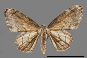 Warreniplema fumicosta[黃緣雙尾蛾][00012710]