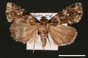 Callopistria delicata[白斑散紋夜蛾][00002455]