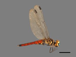 Lyriothemis elegantissima[廣腹蜻蜓][00103561]