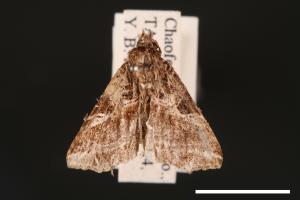 Callopistria aethiops[00002430]