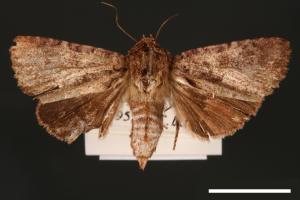 Feliniopsis hyposcota pygmaea[00002182]