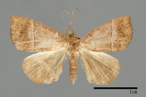 Hypena iconicalis[00009814]