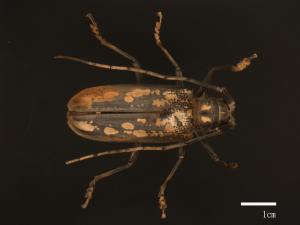 Batocera lineolata[白條天牛][00080861]