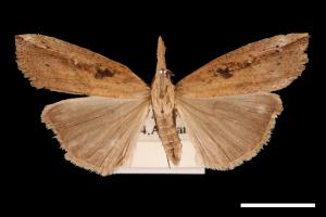 Hypena longipennis[00009721]